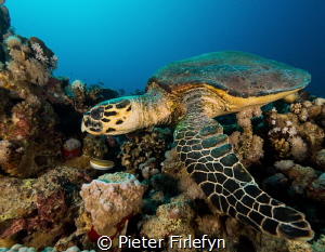 Hawksbill by Pieter Firlefyn 